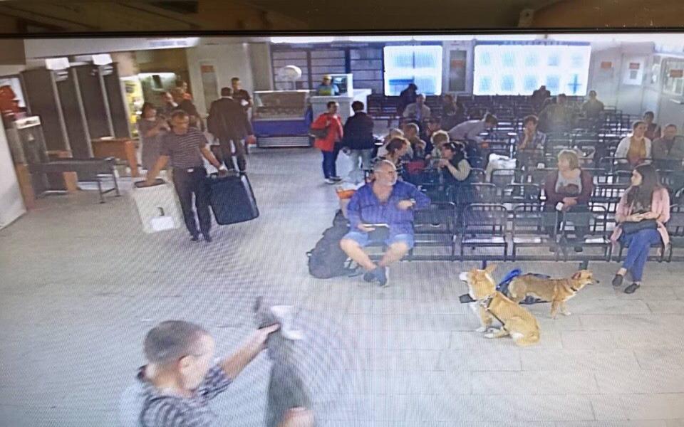 На автовокзале в Калининграде бросили собак и кошек с ветпаспортами (фото)