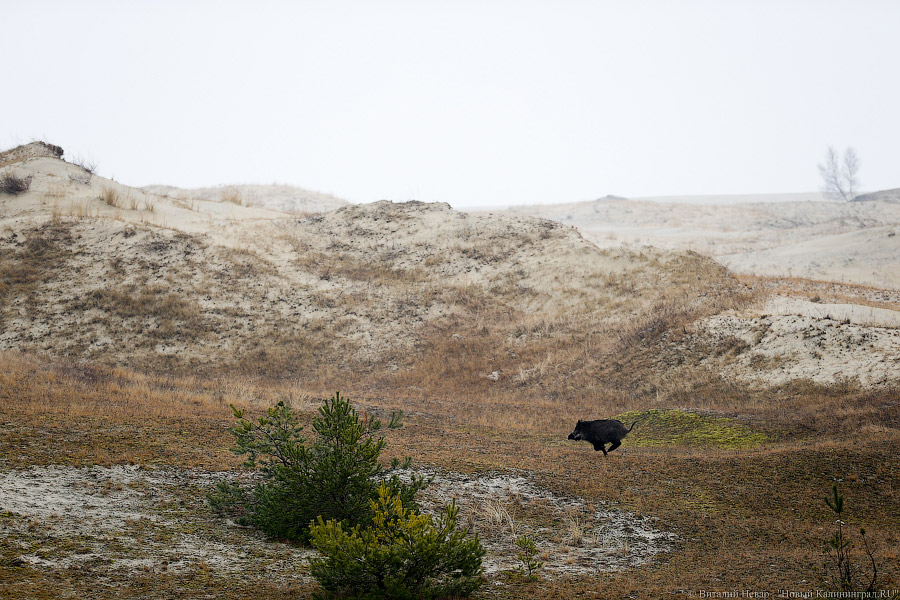 Туроператор: на Куршскую косу не хотят возвращаться второй раз