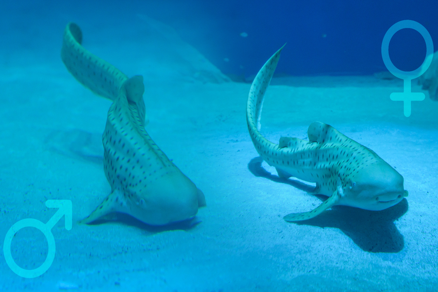 Музей Мирового океана выбрал имена для зебровых акул «Планеты Океан» (фото)