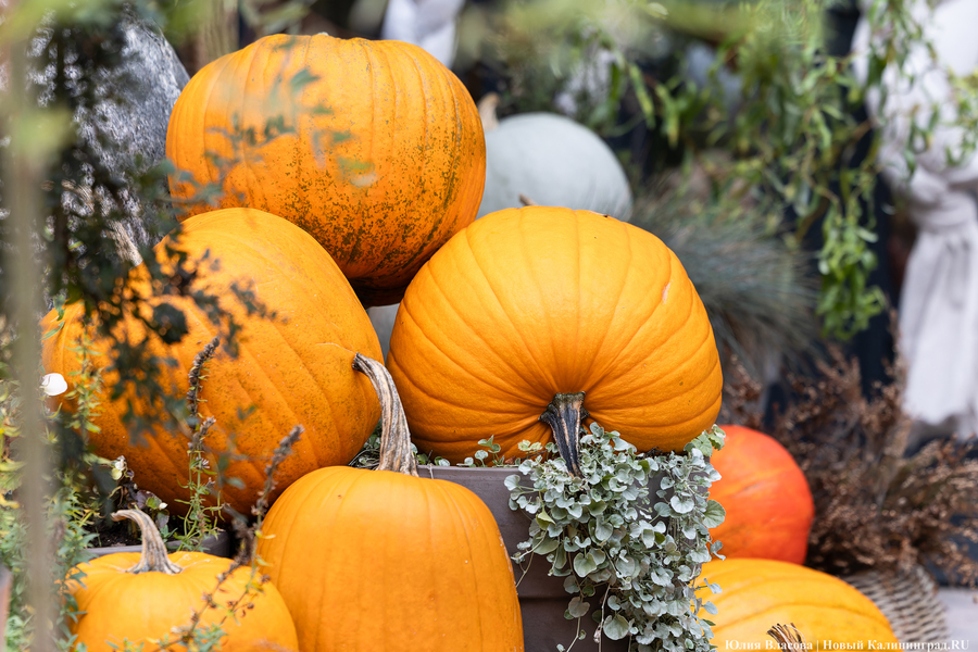 Шарлотка, тыква, матч «Локомотива» и день рождения Преголи: афиша на выходные