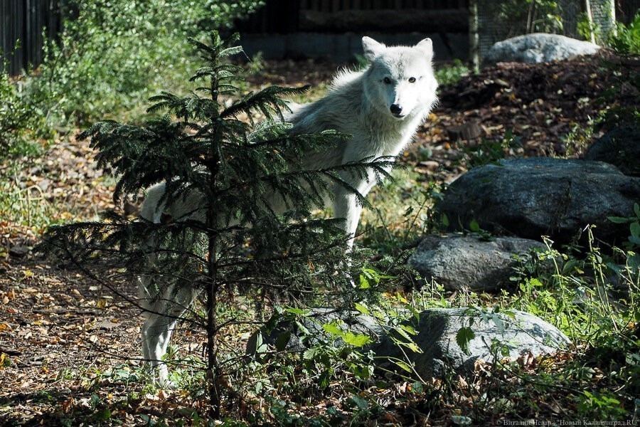 Калининградский зоопарк вдвое снижает стоимость билетов для взрослых