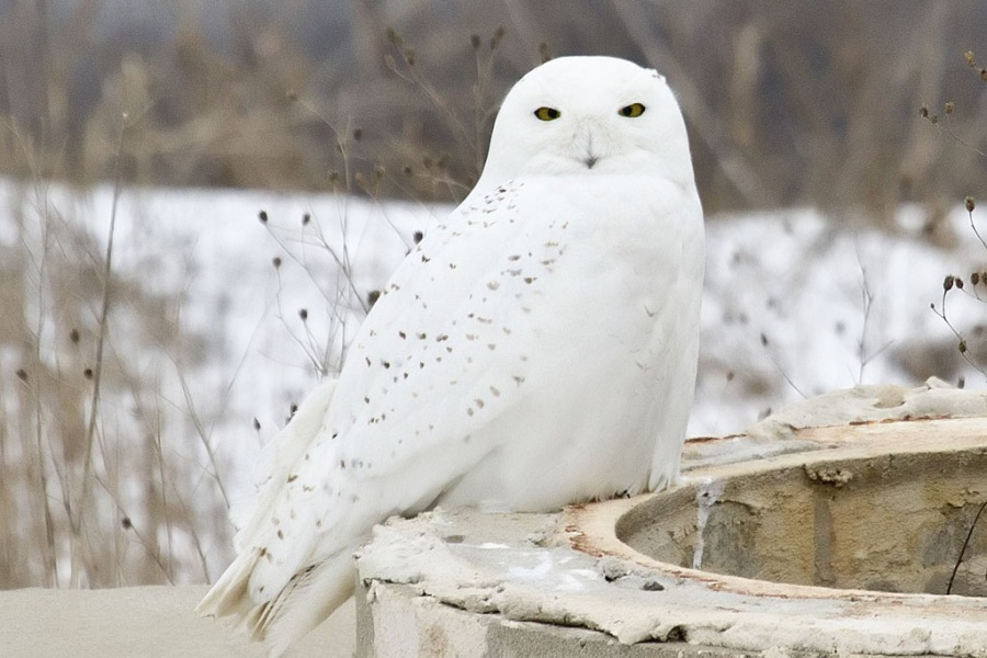 Самцу совы Деду из Калининградского зоопарка привезли подругу (видео)