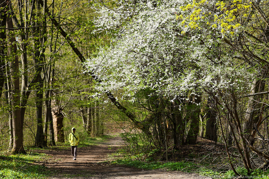 Власти пообещали максимально сохранить зелёную зону в районе Литовского вала (фото)