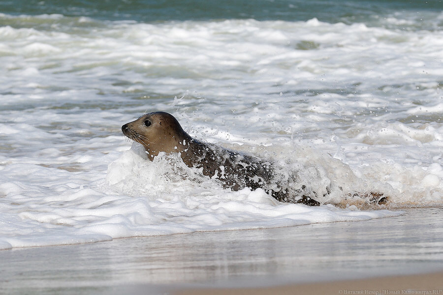 В Калининграде покажут авторский фильм о путешествии в Антарктиду