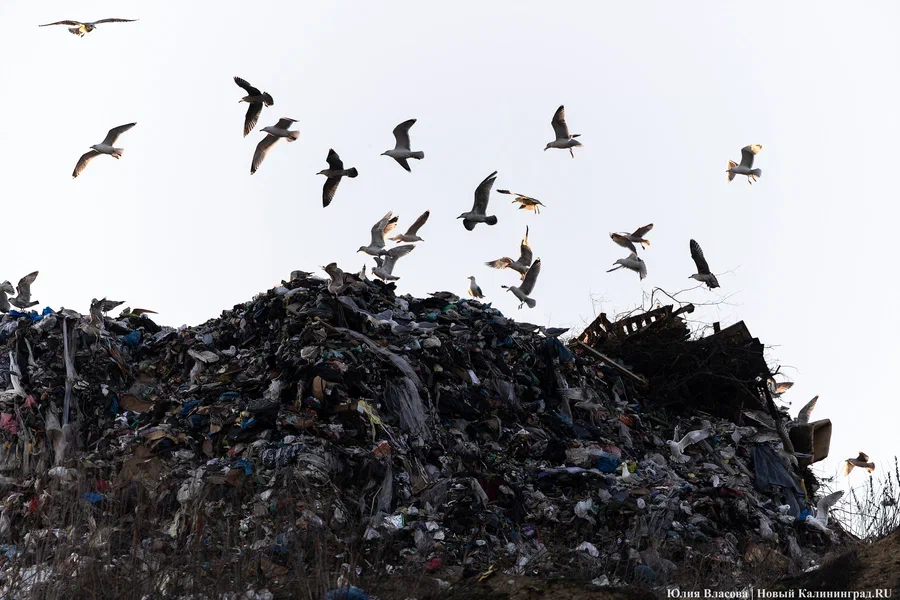 Минприроды области намерено взыскать с концессионера в Корнево почти 3 млрд