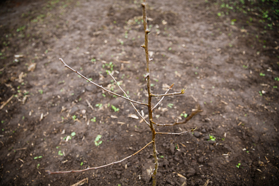 Суд обязал власти Пионерского обеспечить участок многодетных дорогой