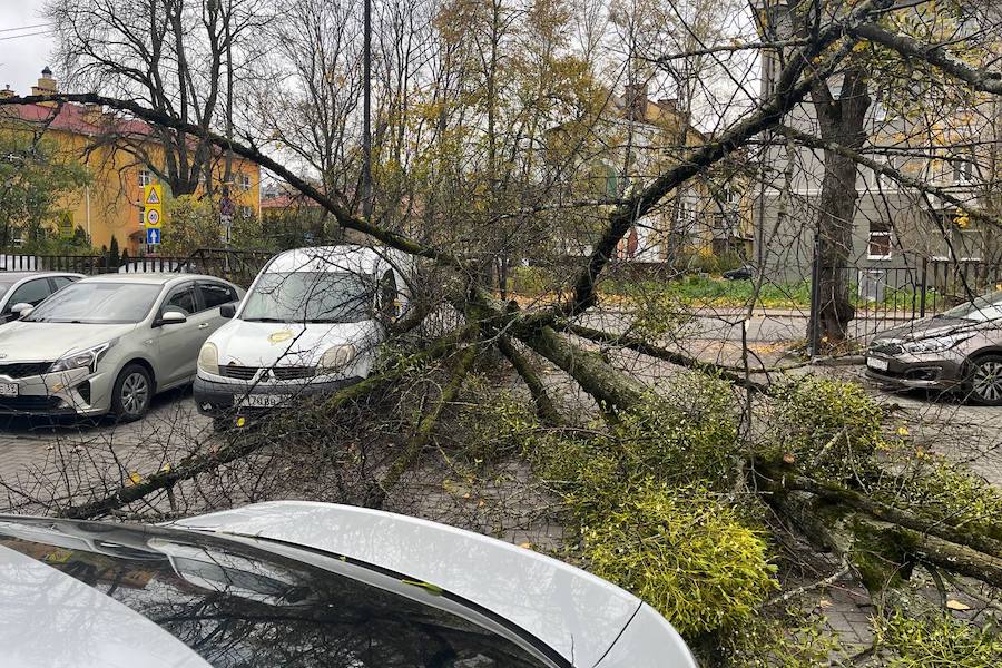 В Калининграде упавшие деревья повредили девять автомобилей