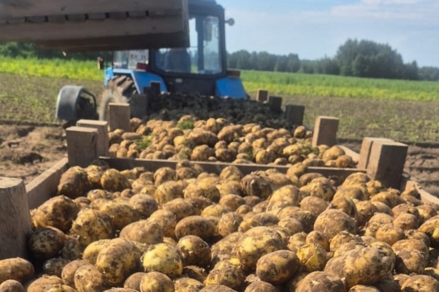 В магазины Калининградской области начали завозить местный картофель