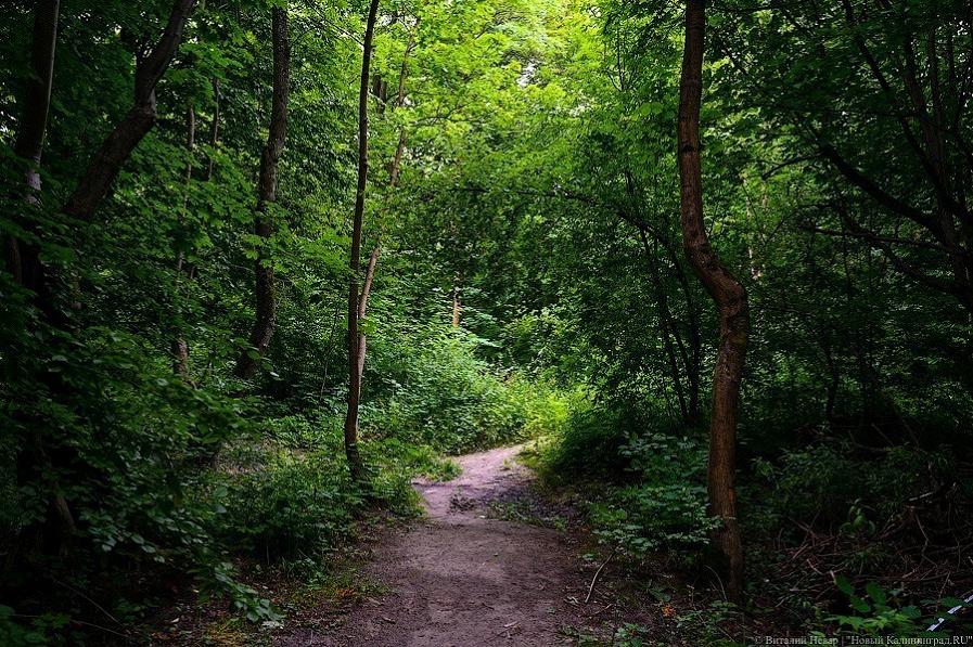 Прокуратура: вырубками в Суздальском лесу нанесен ущерб в 359 тыс. руб.