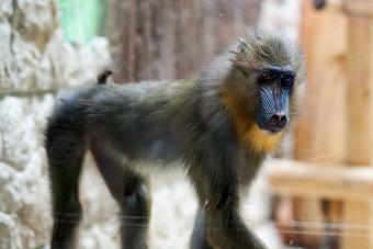 В Калининградский зоопарк привезли самку мандрила