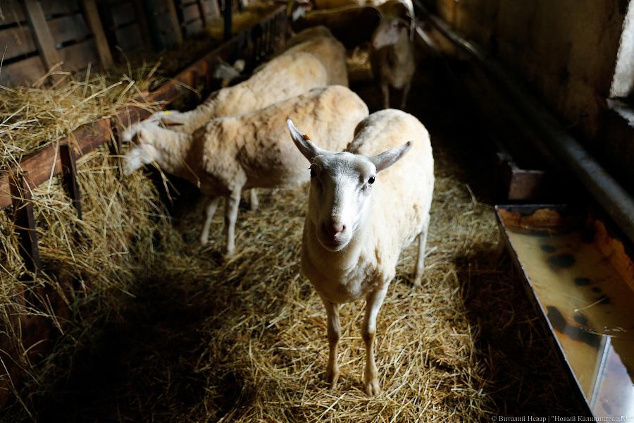 Калининградские сельхозпроизводители поставили в РФ более 750 голов высокопродуктивного скота