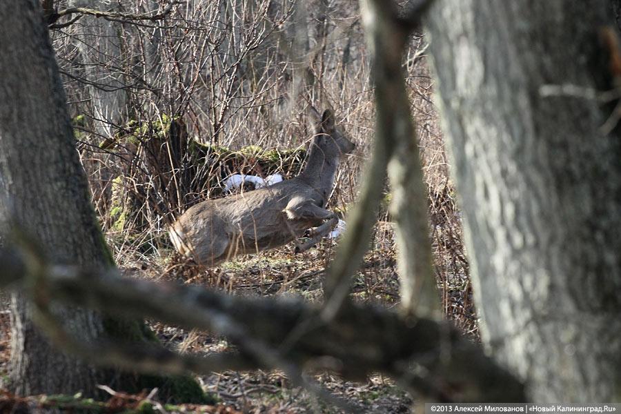 Жителей Багратионовского района задержали с косулей в багажнике