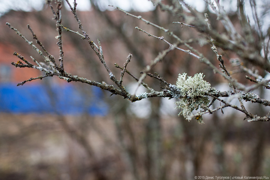 На предстоящей неделе синоптики обещают в Калининграде ночные заморозки до −6
