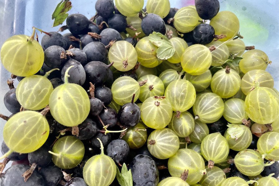 В Полесском округе собирают первый промышленный урожай крыжовника (видео)