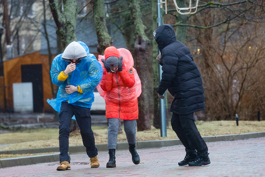 В Калининграде ветер повалил более 50 деревьев и повредил 11 автомобилей