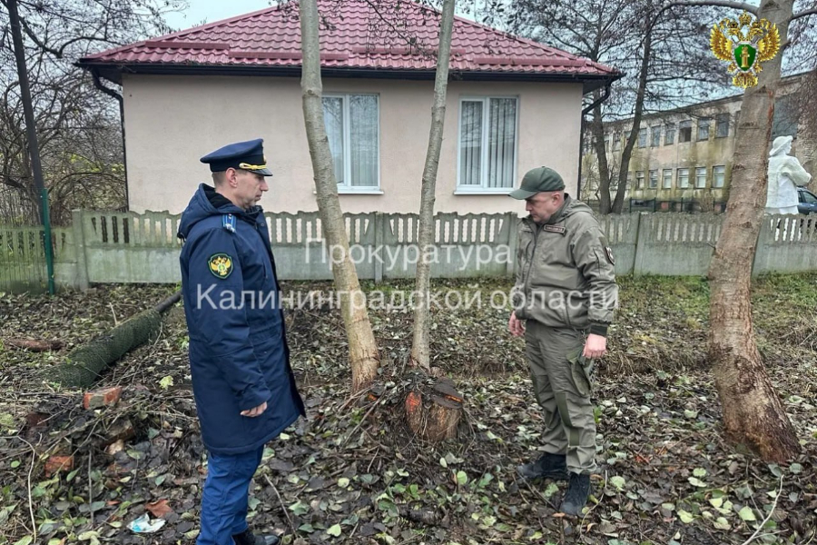 Прокуратура: на Куршской косе незаконно вырубили 10 деревьев