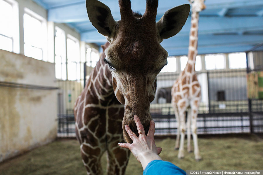 Американские пампасы: как зоопарк и «Фридландские ворота» потратят €550 000
