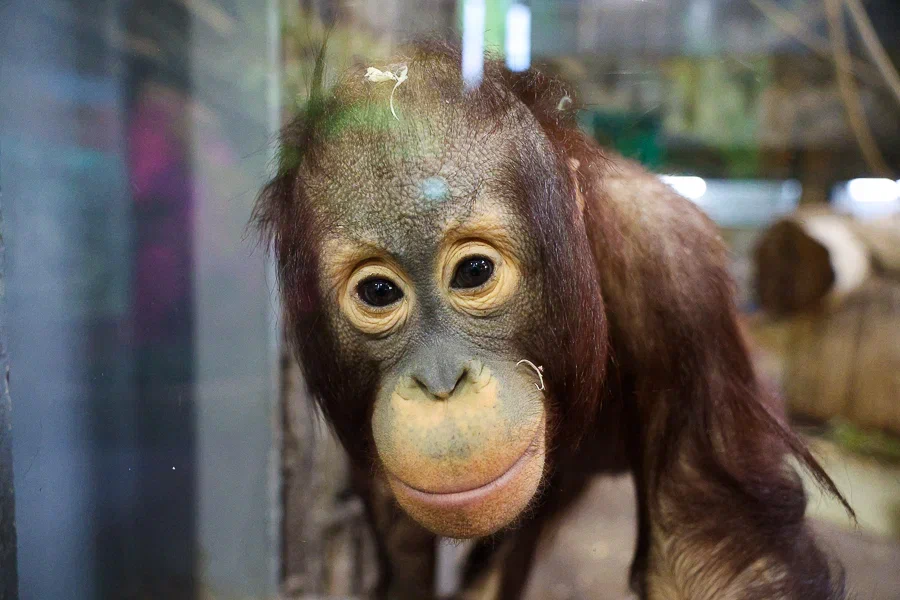 «Ваши рассказы станут книгой»: зоопарк собирает истории калининградцев к юбилею