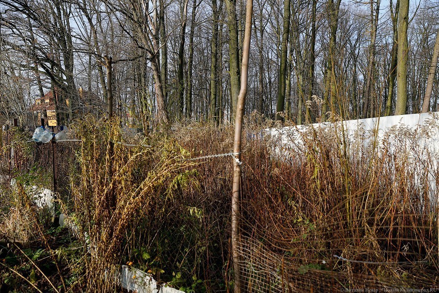 Власти Калининграда объявили конкурс на архитектурную концепцию парка Теодора Кроне