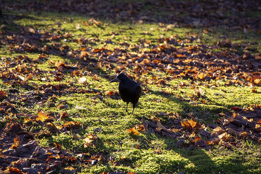 Погода в Калининграде 12 февраля