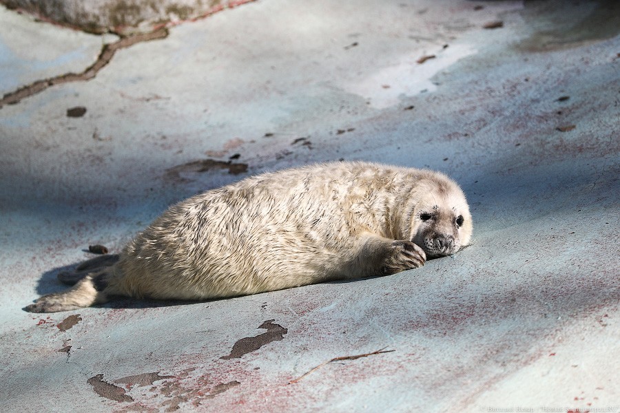 Килькино потомство: как живут тюленята в зоопарке Калининграда (фото)