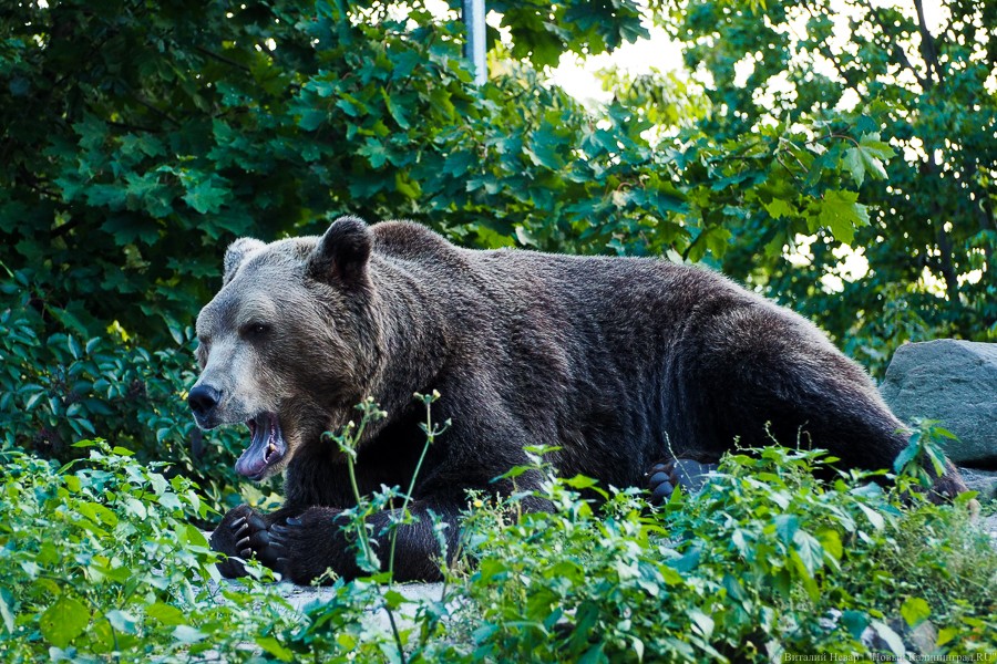В Калининградском зоопарке умерли три тюленя и медведь