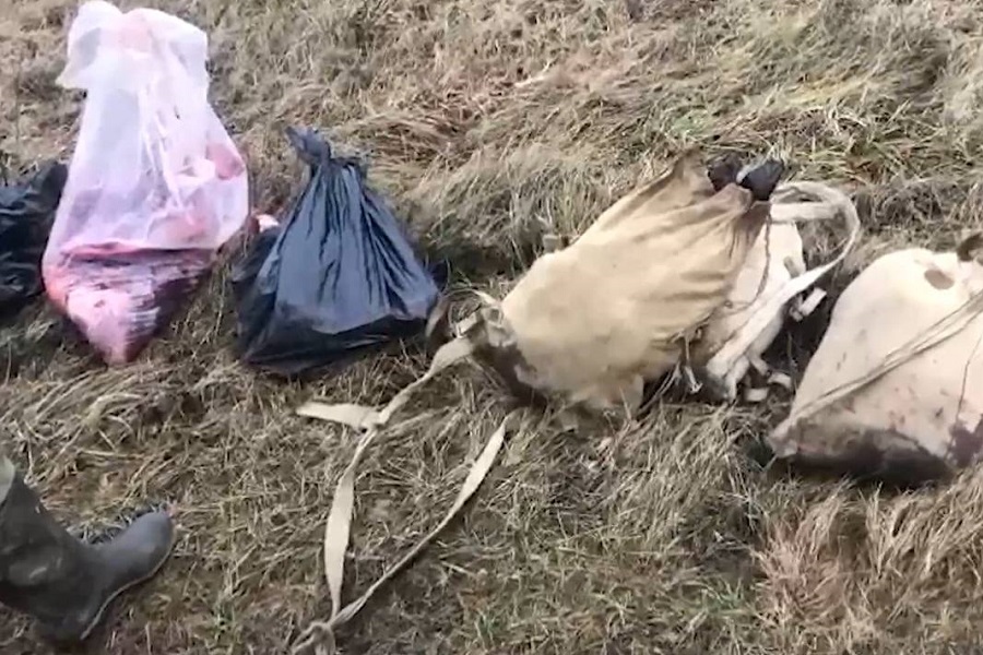 УМВД: два жителя Правдинского районе застрелили лосиху и лосенка