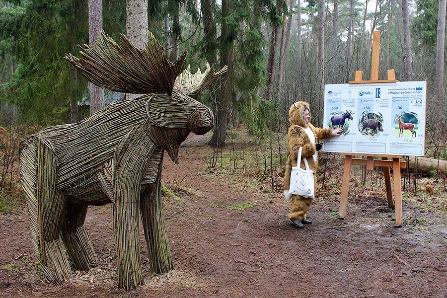 На Куршской косе открыли обновленную экотропу «Королевский бор»