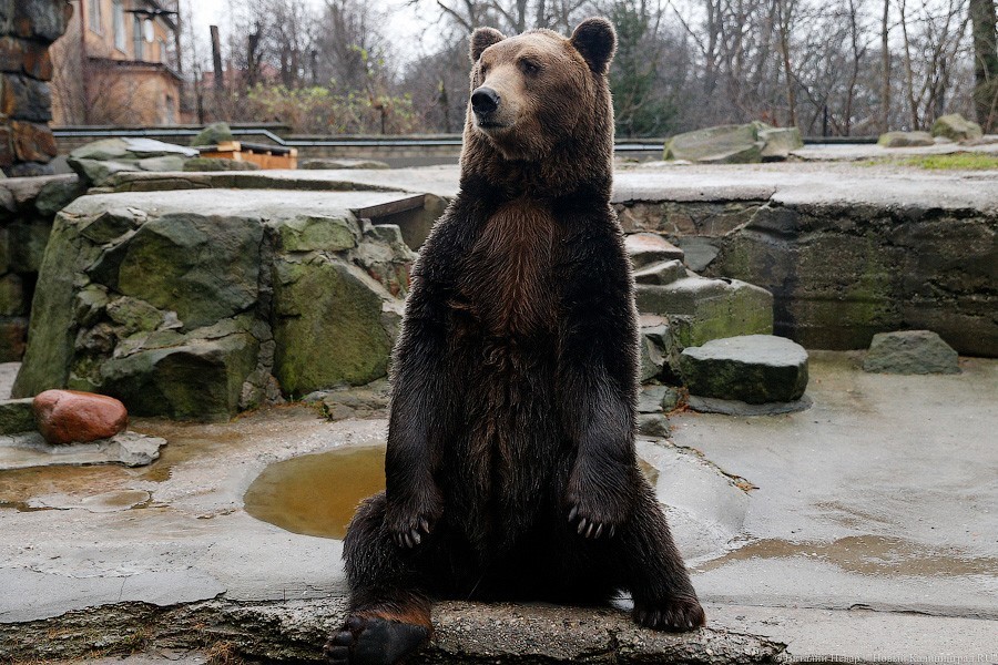 Калининградский зоопарк поставил рекорд посещаемости за 30 лет