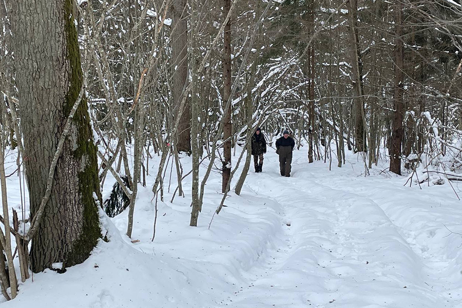 В Железнодорожном лесничестве выявили незаконную вырубку