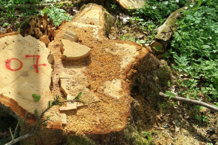 ОНФ выявил в Калининградской области незаконную вырубку вековых дубов