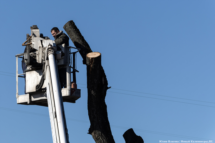 Глава администрации Советска: нам не хватает сезона на обрезку деревьев