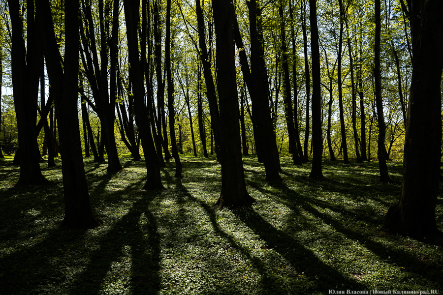 «Брендирование и новая эстетика»: власти заказывают проект благоустройства парка им. Гагарина за 7,2 млн руб.