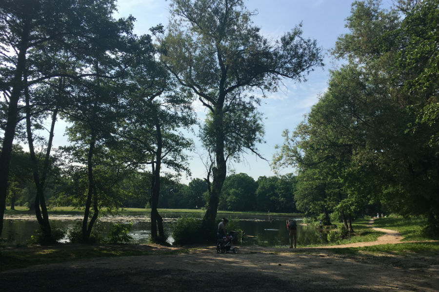 Министр экологии: уровень озеленения Калининграда — ниже «каких-либо показателей»