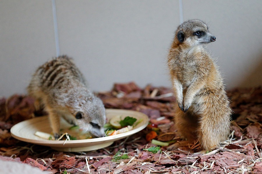 В зоопарке впервые устроят показательные кормления сурикатов
