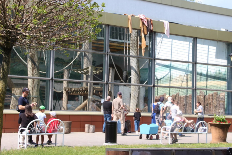 «Исполняет номер»: в Калининградском зоопарке орангутан Оле забрасывает посетителей тряпками (фото) (видео)