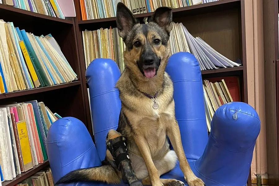 Собака Рона из Калининграда вошла в число победителей «Лохматого оскара»