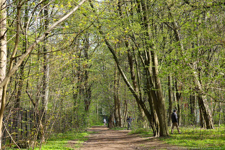«Мамочки» в бетонных джунглях: калининградец снял фильм в защиту зелёной зоны (видео)