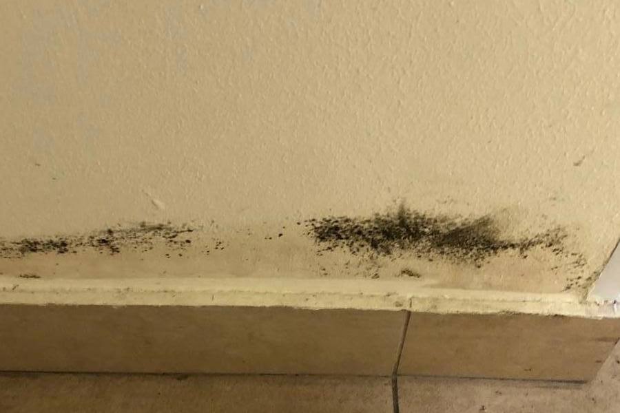 В лагере «Бригантина» в пос. Круглово нашли плесень 