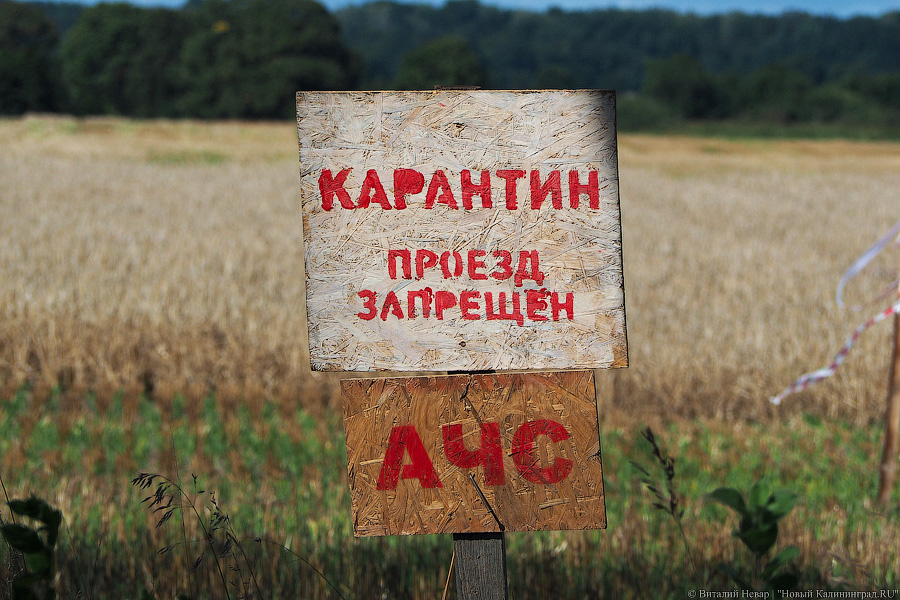 В Польше продолжают регистрировать очаги АЧС