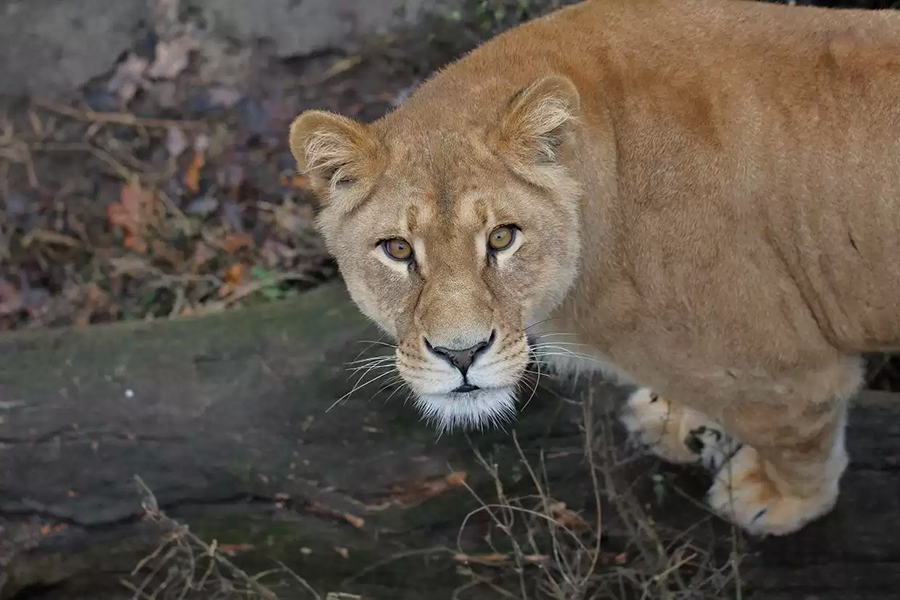 В зоопарке рассказали о «стене взаимного непонимания» между львами (видео)