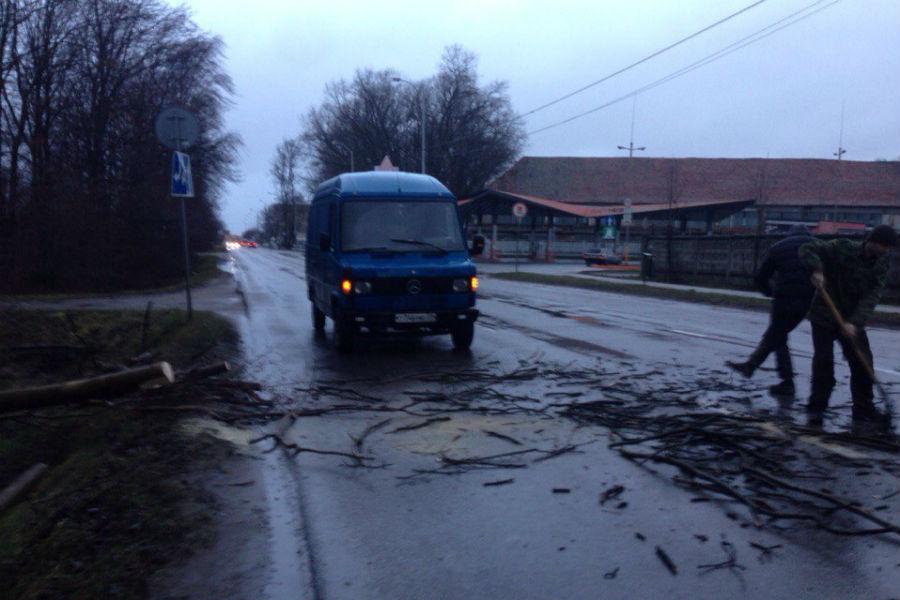 На Горького на проезжую часть упало дерево (фото)