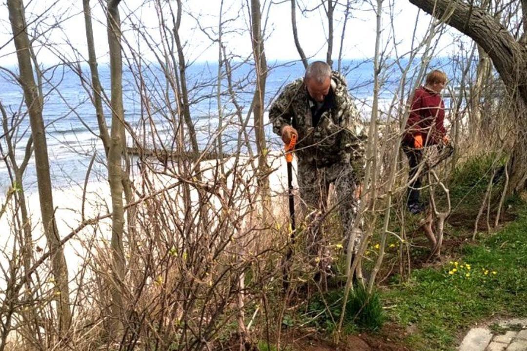 В Зеленоградске высадили вдоль променада кусты шиповника на 158 тыс. рублей