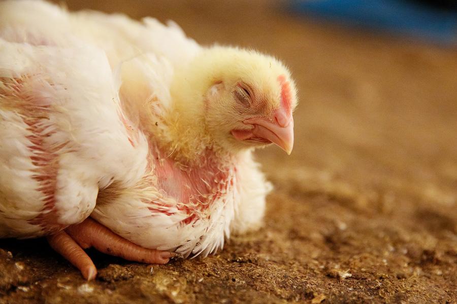 Россельхознадзор снял ограничения на ввоз птицы и яйца из США и Канады