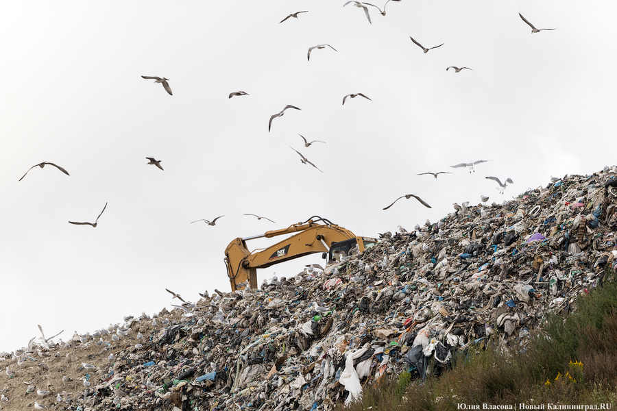 Калининградской области не согласовали сроки рекультивации полигона ТБО в Круглово