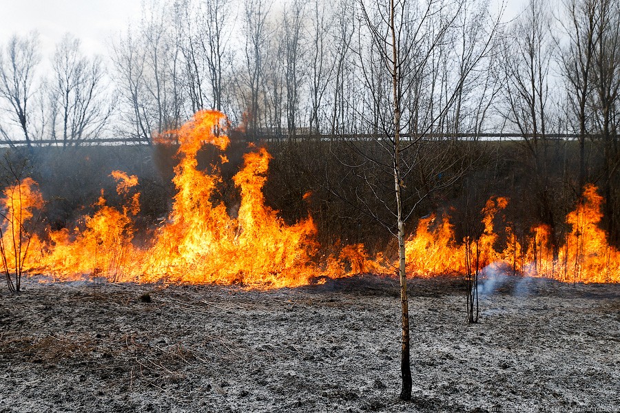 За сутки в Калининграде 7 раз загоралась трава