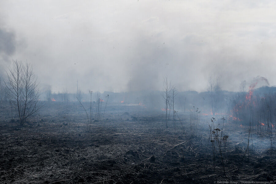 В Калининградской области планируют снова ввести особый противопожарный режим