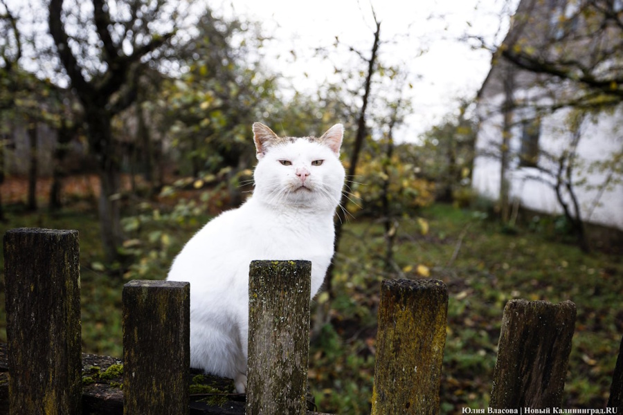 Погода в Калининградской области 27 октября