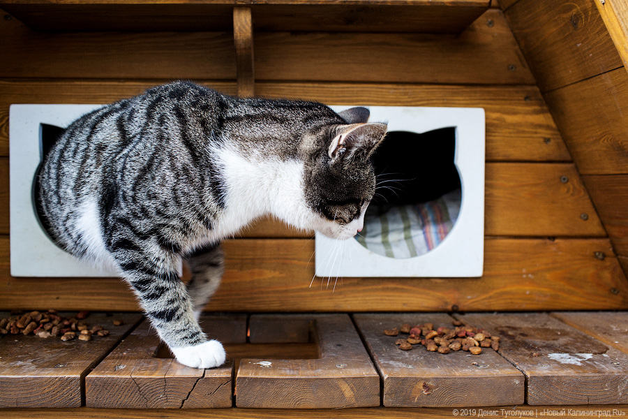 Исследование: по ставкам посуточной аренды жилья Зеленоградск обогнал Геленджик