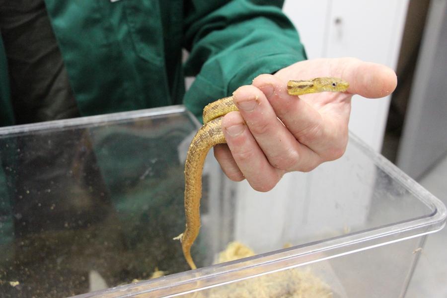 В Калининградском зоопарке впервые родились питоны-альбиносы (фото)